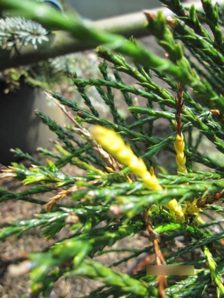 Thuja plicata Whipcord bunt - zweifarbiger Faden-Lebensbaum Whipcord